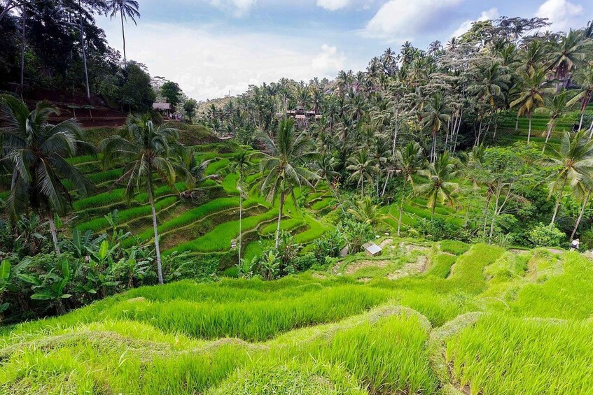 Picture 7 for Activity Central Bali: Ubud Village, Rice Terrace, and Kintamani Tour
