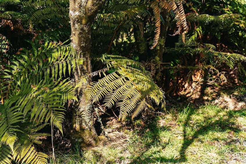 Picture 13 for Activity Rotorua: Waimangu Volcanic Valley Entry Ticket