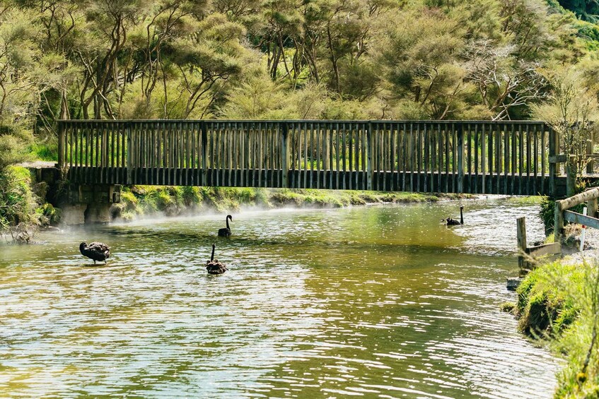 Picture 12 for Activity Rotorua: Waimangu Volcanic Valley Entry Ticket