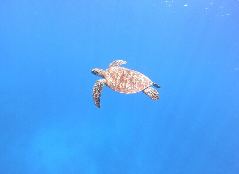 Picture 2 for Activity Tahiti island: 4 hours Snorkeling Tour