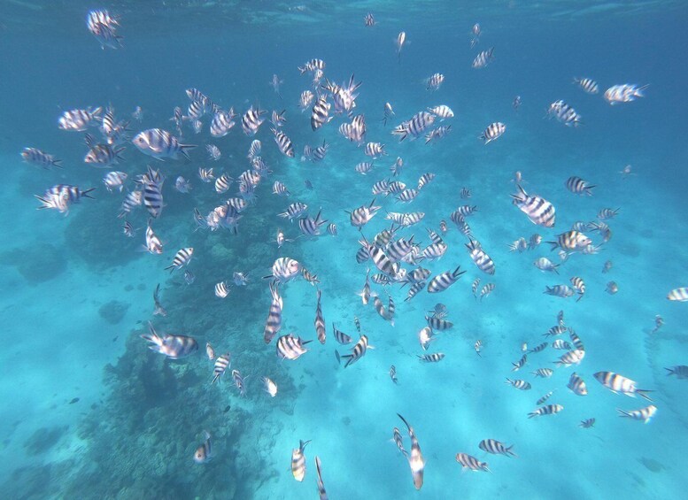 Picture 6 for Activity Tahiti island: 4 hours Snorkeling Tour