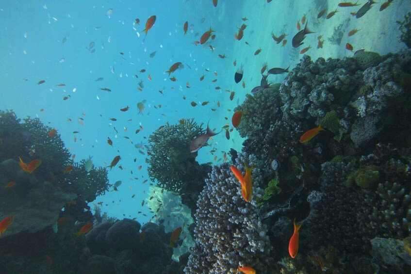 Monopoli: Snorkeling Tour in Cala Incina or Porto Alga