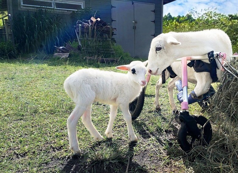 Picture 5 for Activity Laupahoehoe: Farm Animal Sanctuary Private Tour