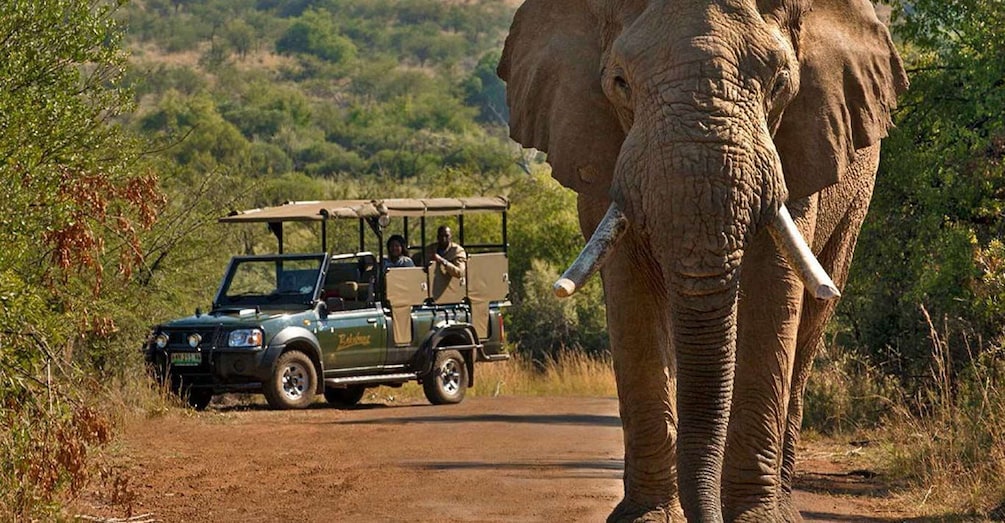 Picture 4 for Activity Kruger Park Shared Full day Safari Drive from Hazyview