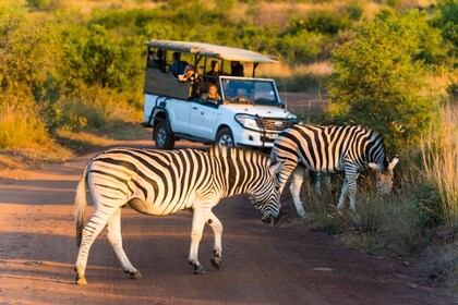 Safari compartido de día completo en Kruger Park desde Hazyview