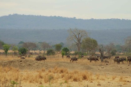 Mikumi Tagessafari: Sansibar Fly-in Abenteuer