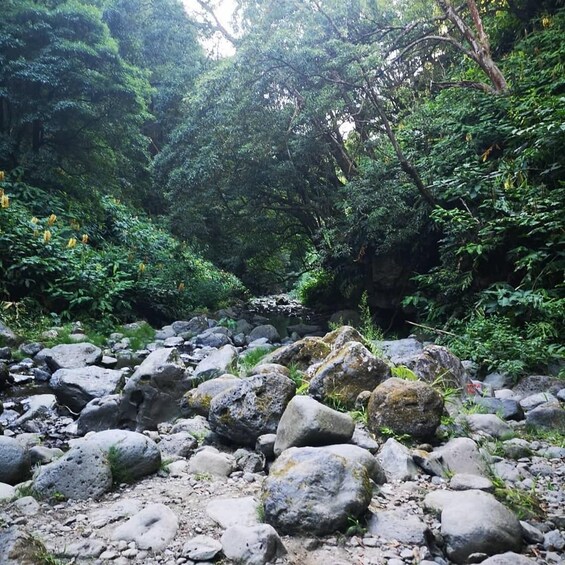 Picture 4 for Activity Nordeste Waterfalls Half day Hike