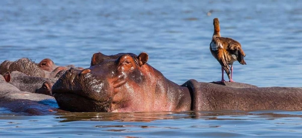 Picture 1 for Activity Day trip to hells gate park and optional lake Naivasha