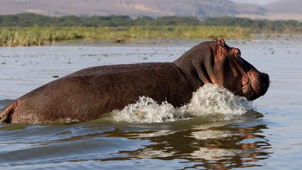 Picture 2 for Activity Day trip to hells gate park and optional lake Naivasha