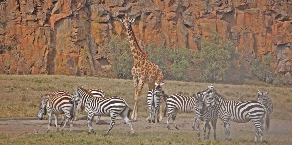 Picture 4 for Activity Day trip to hells gate park and optional lake Naivasha