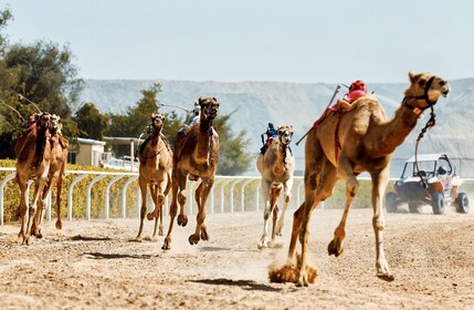 Dubai Royal Camel Race with Prime Seats & Short Camel Ride