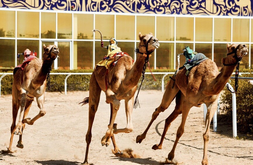 Picture 1 for Activity Dubai Royal Camel Race with Prime Seats & Short Camel Ride