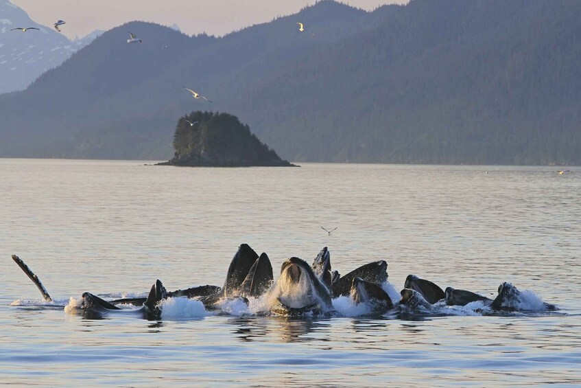 Picture 2 for Activity Juneau: Whale Watching and Mendenhall Glacier Day Trip