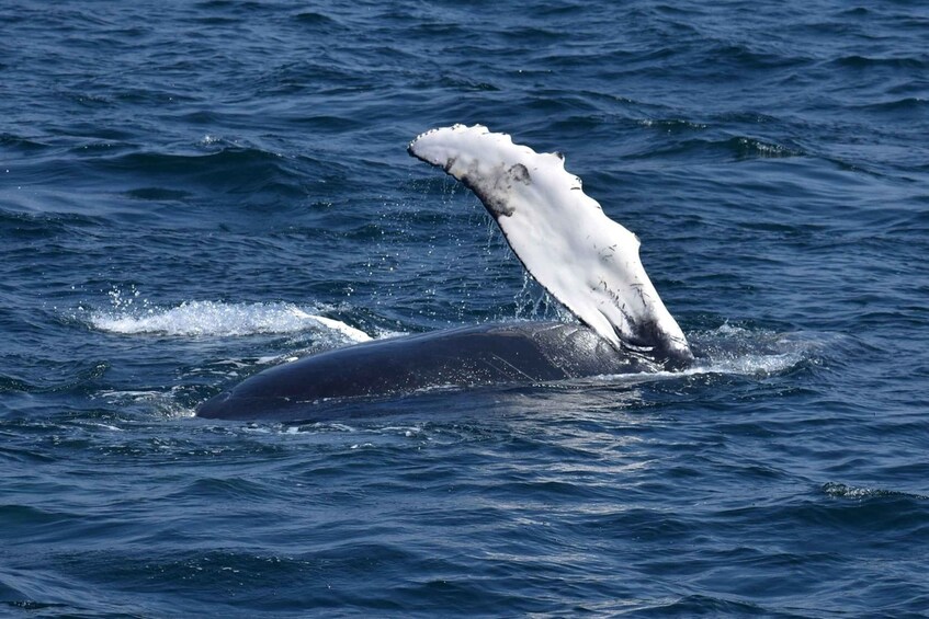 Picture 5 for Activity Juneau: Whale Watching and Mendenhall Glacier Day Trip