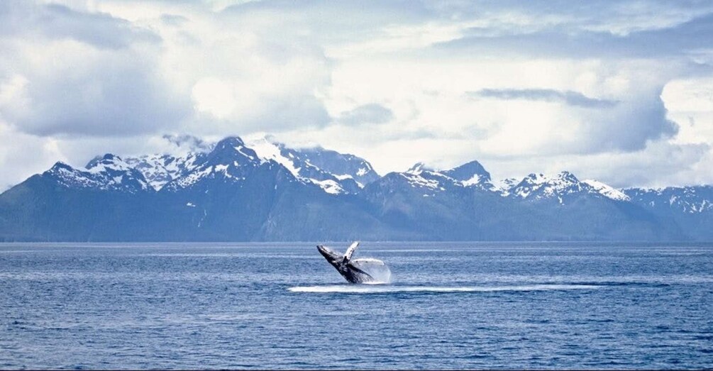 Picture 1 for Activity Juneau: Whale Watching and Mendenhall Glacier Day Trip
