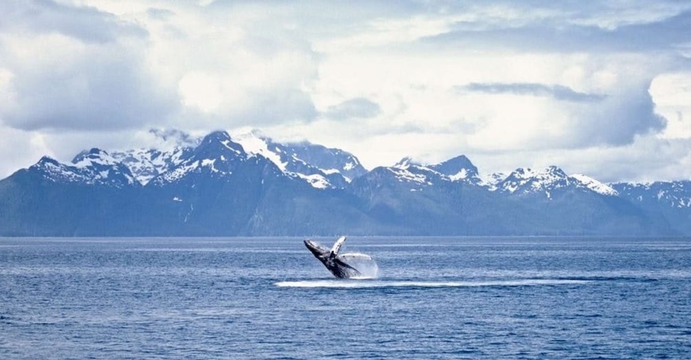Picture 1 for Activity Juneau: Whale Watching and Mendenhall Glacier Day Trip