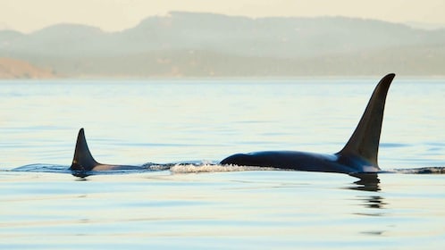 Juneau: Whale Watching and Mendenhall Glacier Day Trip