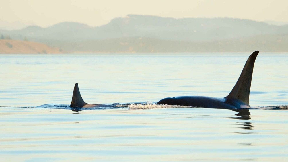 Juneau: Whale Watching and Mendenhall Glacier Day Trip