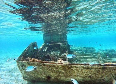 Signature Experience: Dolphins and Flavors of the Sea