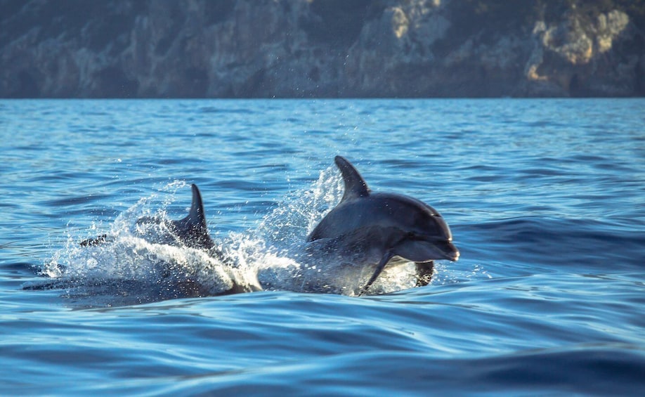 Picture 2 for Activity Sesimbra: Guided Dolphin Watching in Arrábida Natural Park