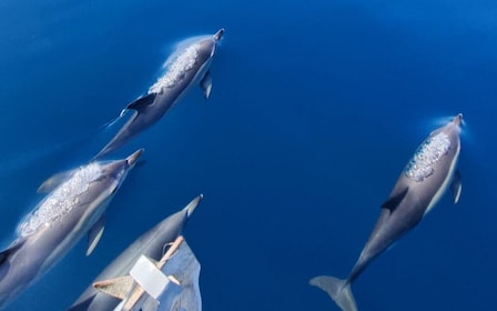 Sesimbra: Delfinbeobachtung mit einem Meeresbiologen