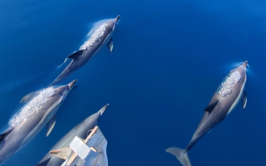 Picture 6 for Activity Sesimbra: Guided Dolphin Watching in Arrábida Natural Park