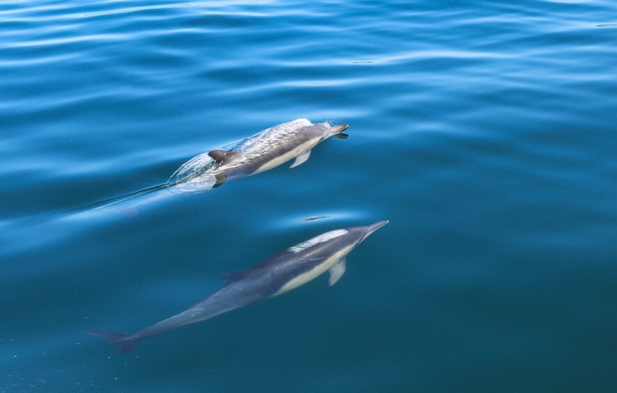 Picture 3 for Activity Sesimbra: Guided Dolphin Watching in Arrábida Natural Park