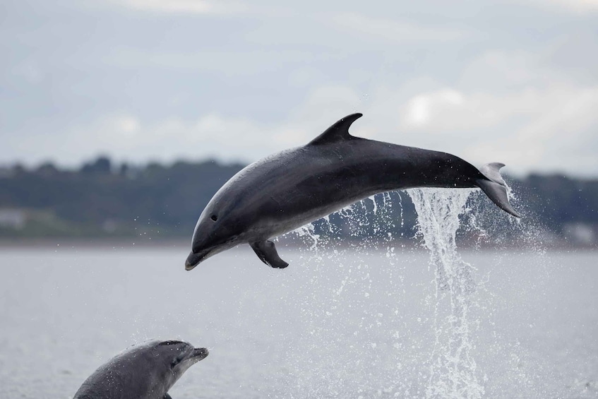 Picture 4 for Activity Sesimbra: Guided Dolphin Watching in Arrábida Natural Park