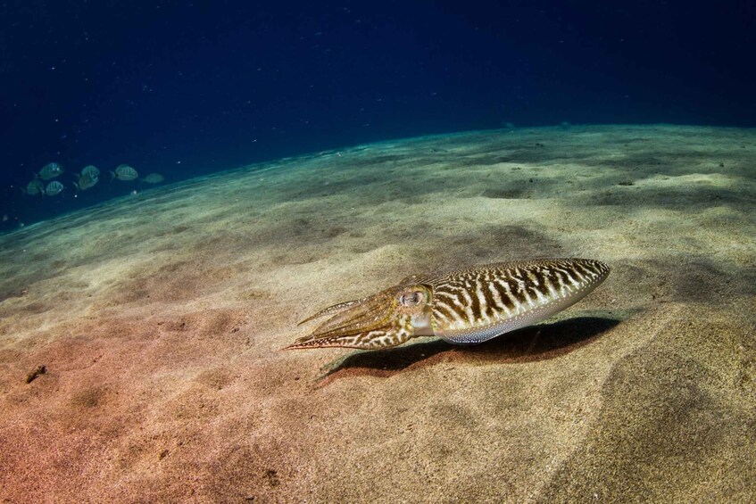 Puerto del Carmen: 2 Guided Scuba Dives (certified only)