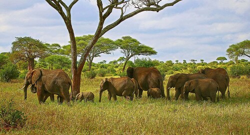 De Zanzibar : Safari tout compris de 5 jours à travers la Tanzanie