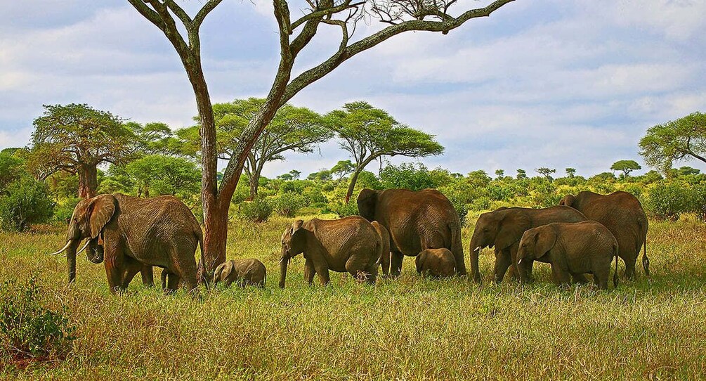 Picture 4 for Activity From Zanzibar: All-Inclusive 5-Day Safari Through Tanzania