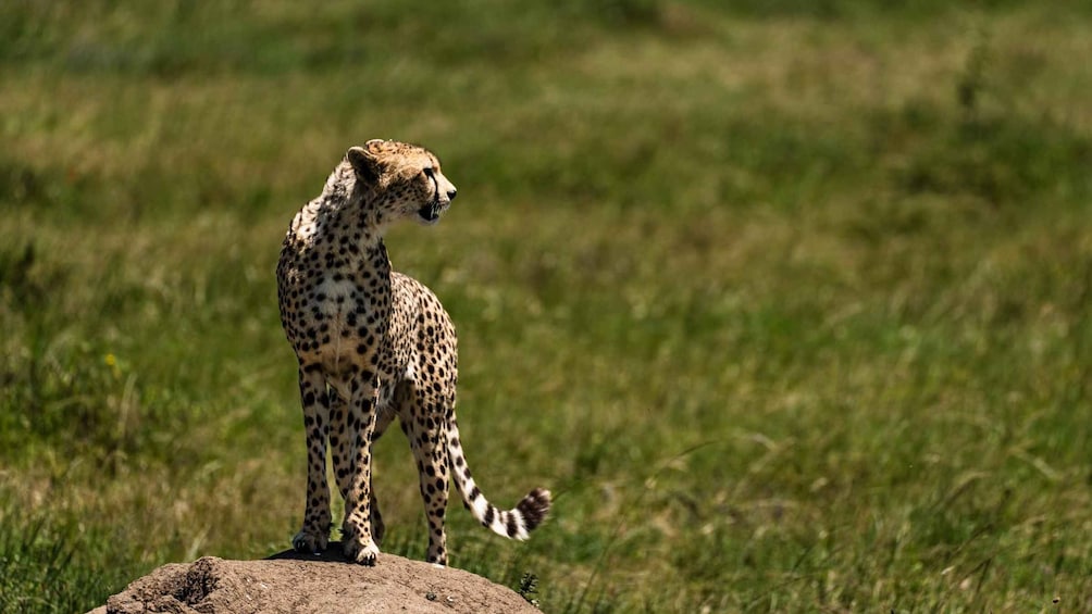 Picture 18 for Activity From Zanzibar:5-Day All-Inclusive North safari National Park