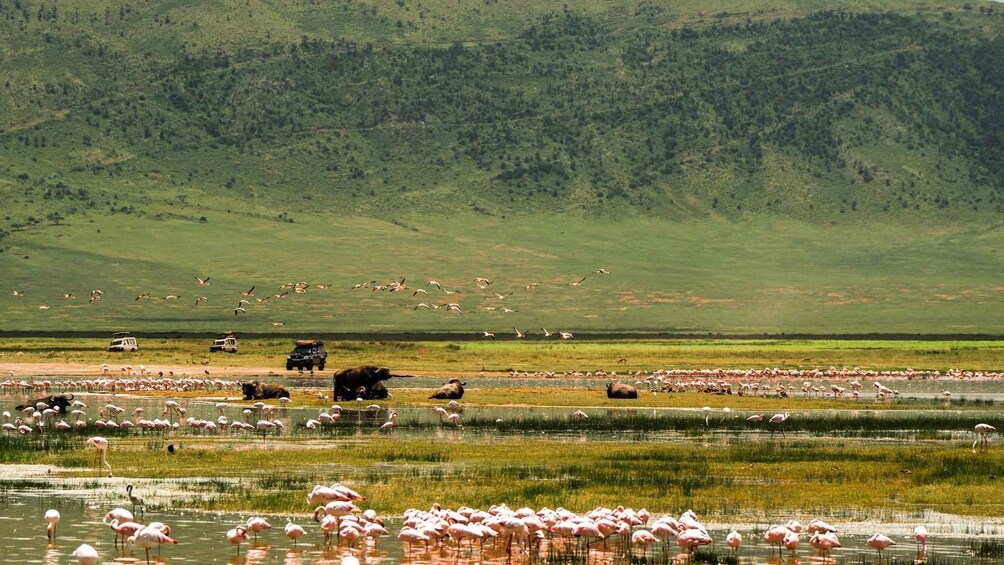 Picture 23 for Activity From Zanzibar:5-Day All-Inclusive North safari National Park