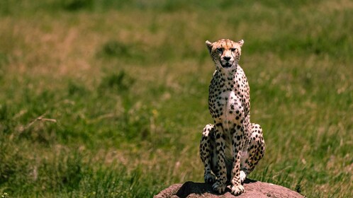 From Zanzibar:5-Day All-Inclusive North safari National Park