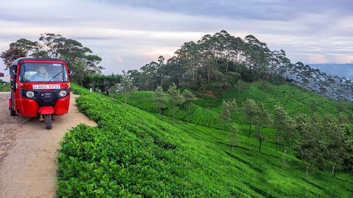 Kandy: Nuwara Eliya Day Trip