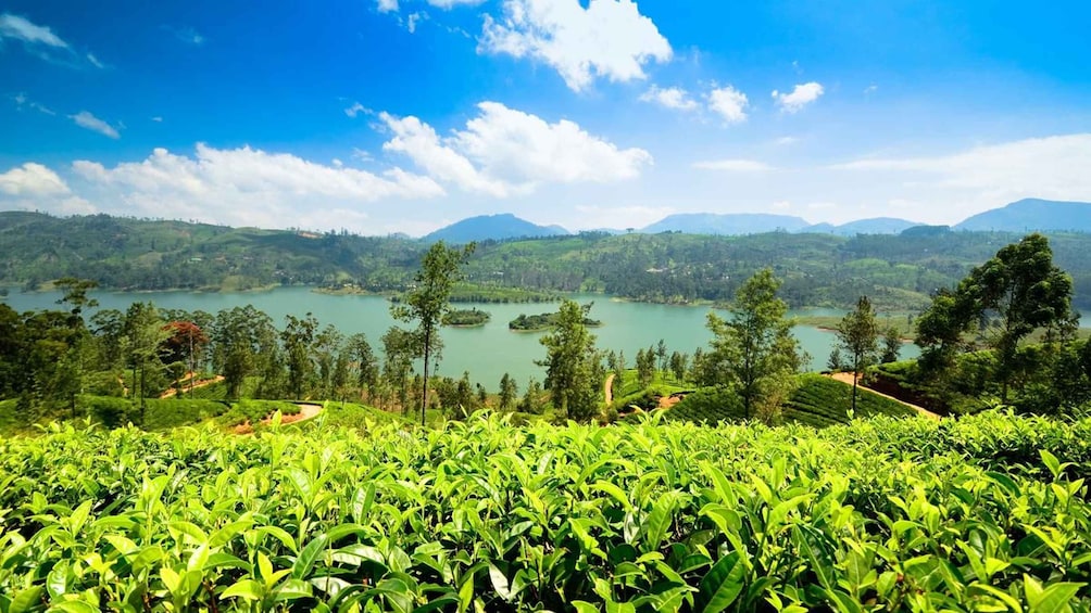 Picture 4 for Activity Kandy To Nuwara Eliya Day Tour By Tuk Tuk Sri lanka