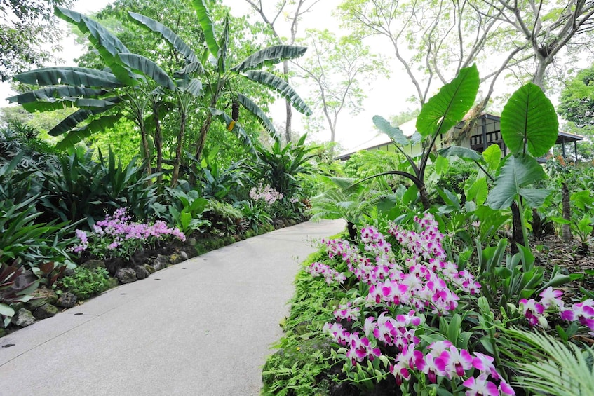 Picture 2 for Activity Singapore: National Orchid Garden Entry Tickets