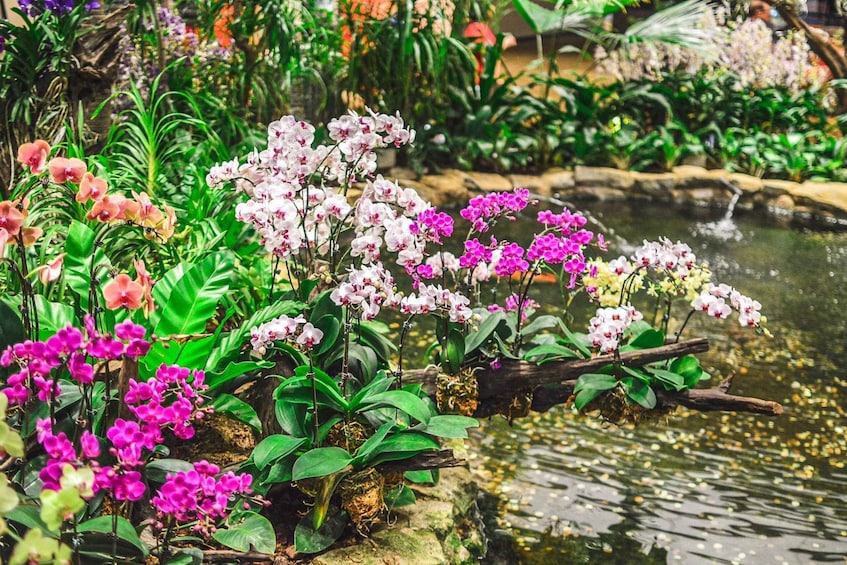 Picture 1 for Activity Singapore: National Orchid Garden Entry Tickets
