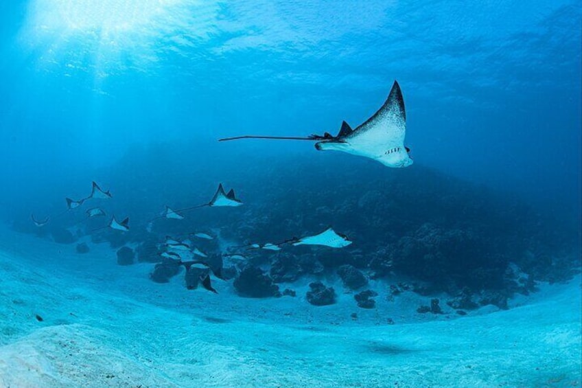 Bora Bora private combo snorkeling motu lunch scuba diving