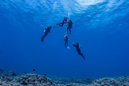 Private Combo Scuba Diving and Snorkeling with Motu Lunch
