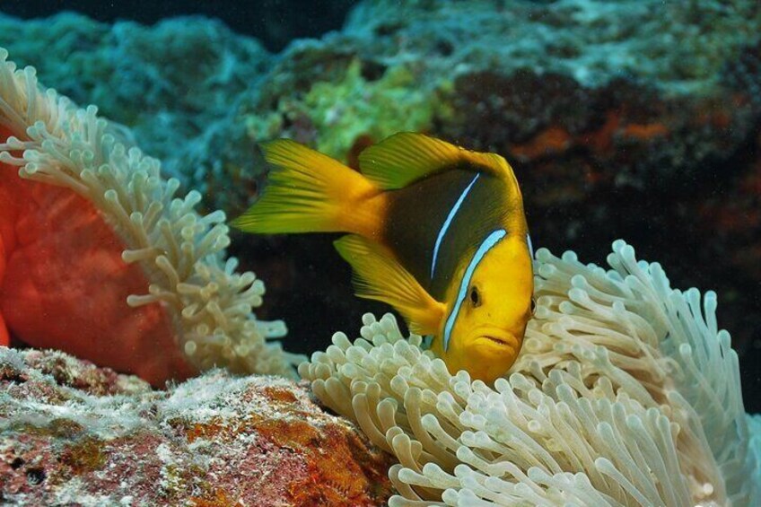 Bora Bora private combo snorkeling motu lunch scuba diving