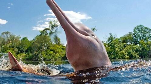 Experiencia mística de 4 días en Pacaya Samiria Iquitos