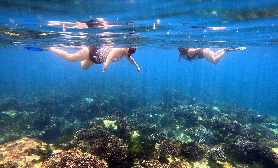 Picture 5 for Activity San Jose del Cabo private Snorkeling Tour