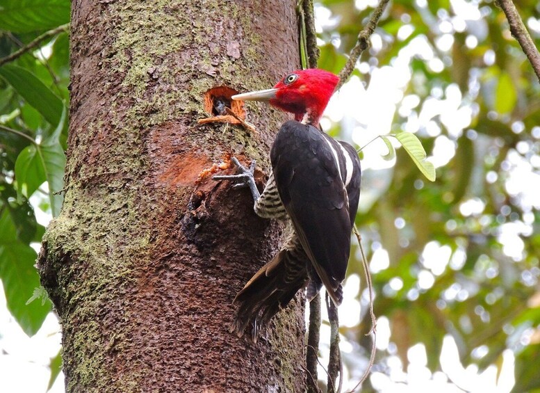 Picture 3 for Activity From San Jose: Braulio Carillo National Park Rainforest Tram