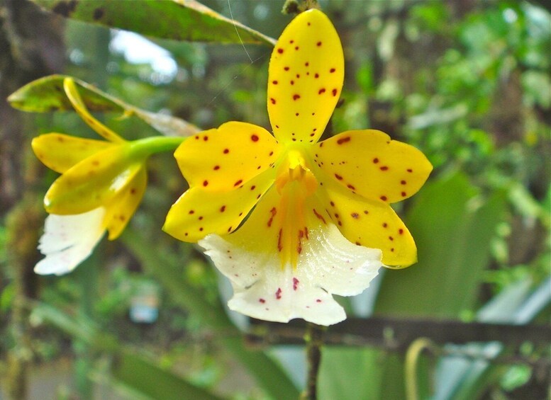 Picture 4 for Activity From San Jose: Braulio Carillo National Park Rainforest Tram