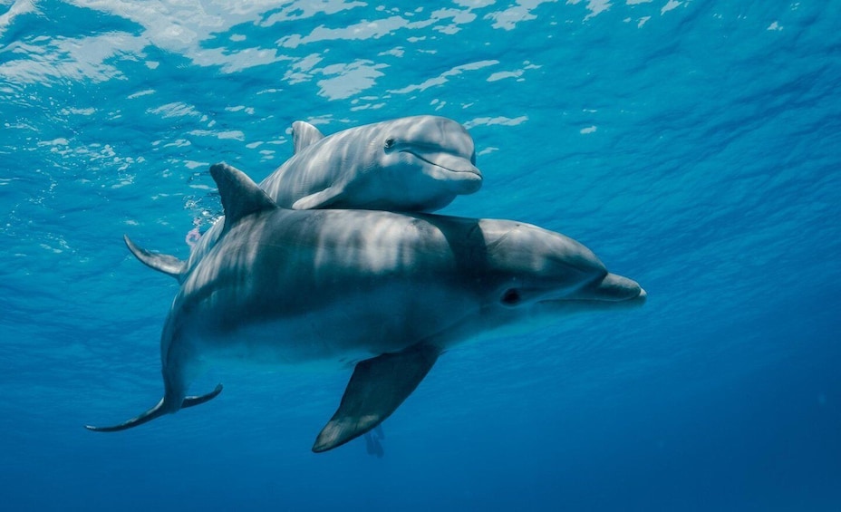 Picture 3 for Activity Dolphin & Tumbatu Island Snorkeling