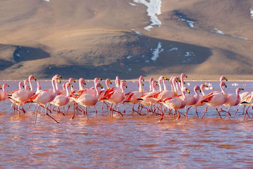 Picture 2 for Activity From San Pedro de Atacama |4-day tour to the Uyuni Salt flat