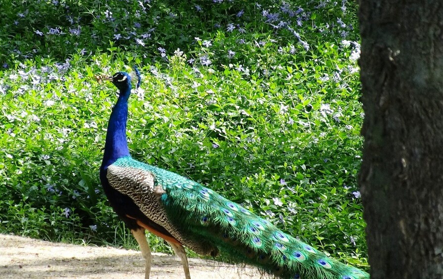 Picture 1 for Activity Aranjuez: Garden of The Prince Entry Ticket and Guided Tour