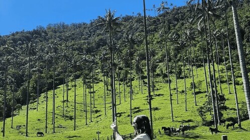Salento, Cócora and Hot Springs Tour from Pereira or Armenia