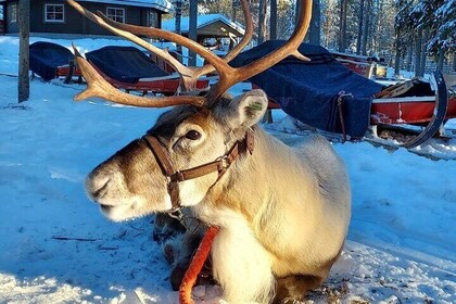 Arctic Reindeer Farm + Husky Safari + Aurora Hunting with BBQ!